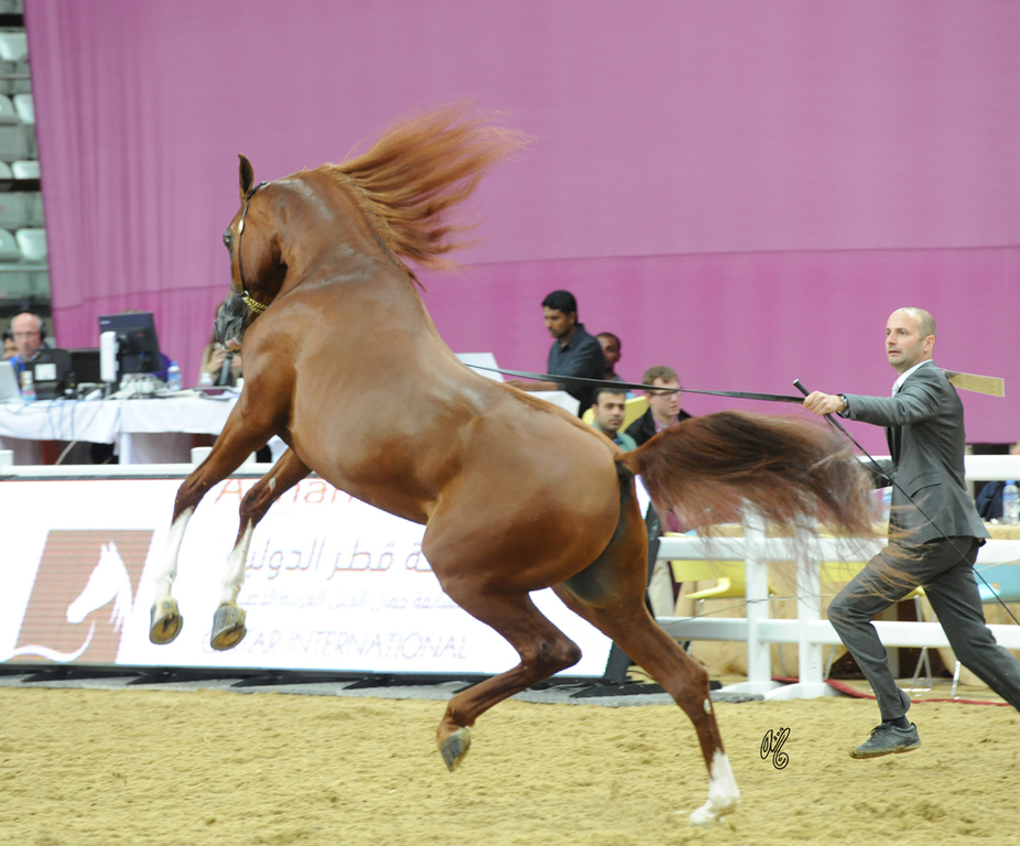 Senior Stallion Silver Champion: Abha Qatar (Marwan Al Shaqab X ZT Ludjkalba)