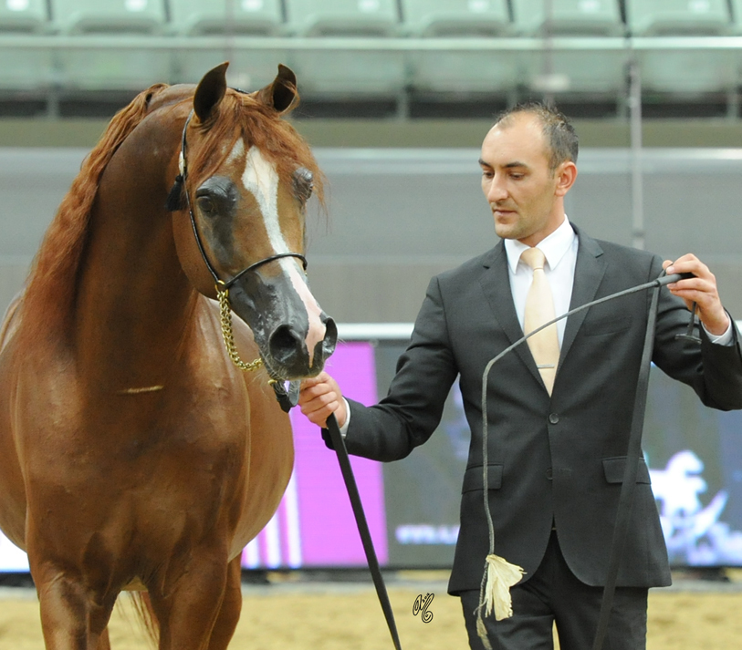 Senior Stallion Bronze Champion: Eden C (Enzo X Silken Sable)