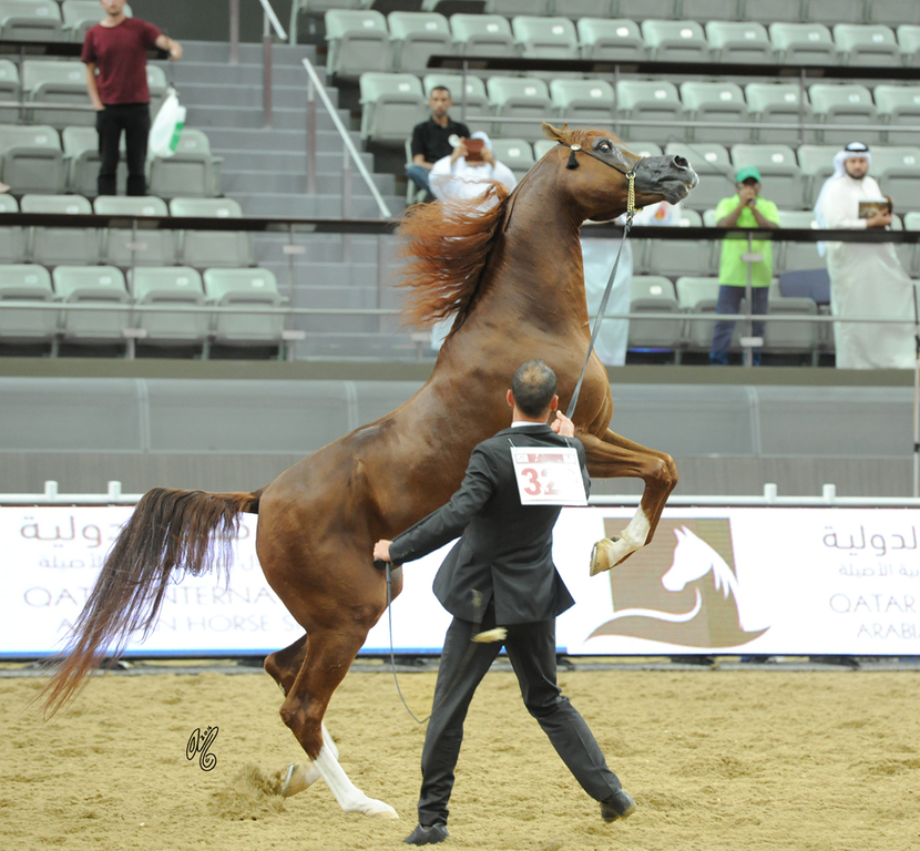 Senior Stallion Bronze Champion: Eden C (Enzo X Silken Sable)
