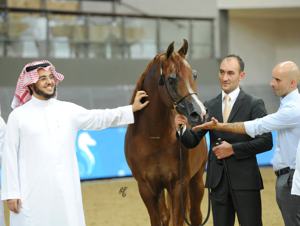 Senior Stallion Bronze Champion: Eden C (Enzo X Silken Sable)