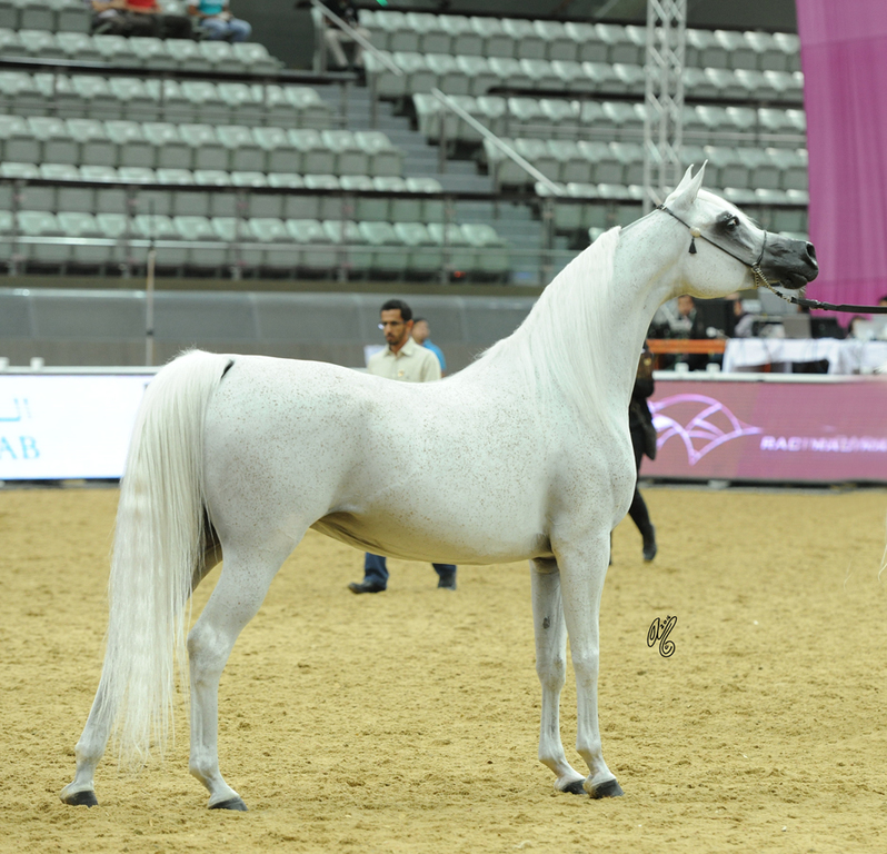 Senior Mare Gold Champion: Salwa Al Zobair (Marajj X Esklawa)