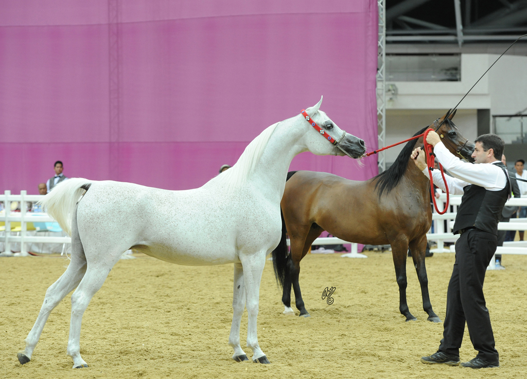 Senior Mare Silver Champion: Panarea By Palawan (WH Justice X Palawan)