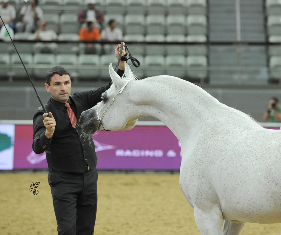 Senior Mare Silver Champion: Panarea By Palawan (WH Justice X Palawan)