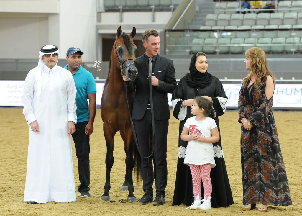 Junior Colt Gold Champion: Morion (Kahil Al Shaqab X Mesalina)