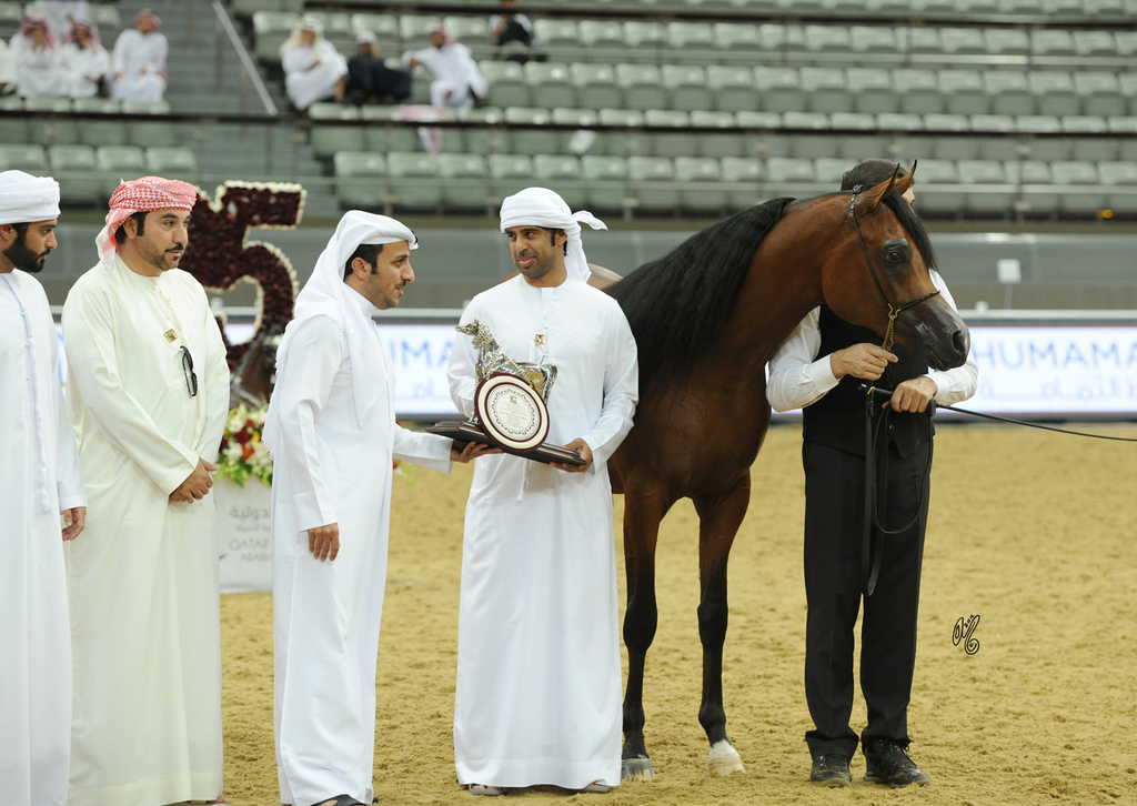 Junior Colt Silver Champion: Gallardo J (Emerald J X Gomera J)