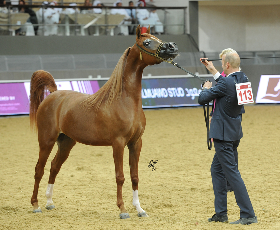 Junior Filly Bronze Champion: Rana AM (Mashoor Al Mohamadia X Ballerina BVA)