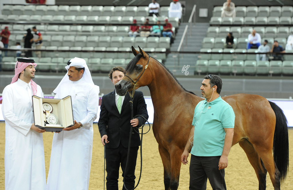 Junior Filly Gold Champion:  Empuza (Kahil Al Shaqab X Eulerta)