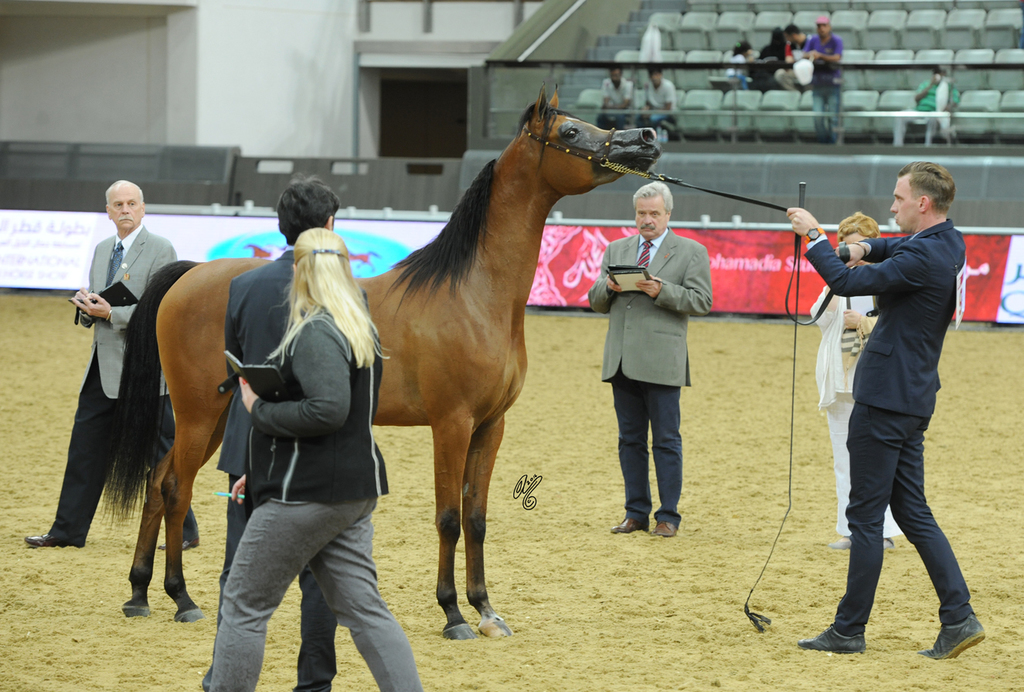Junior Filly Silver Champion: Jayda Alrabi (Majd Al Rabi X Shatha Al Rabi)