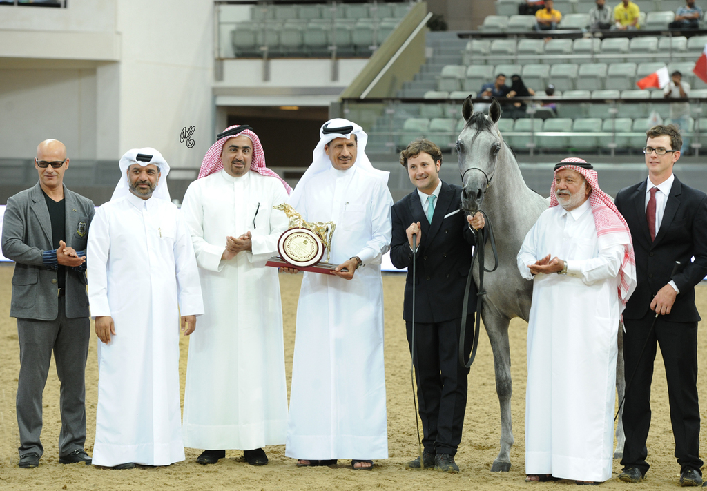 Yearling Colt Gold Champion: Medan Al Shaqab (Farhoud Al Shaqab X Abha Myra)