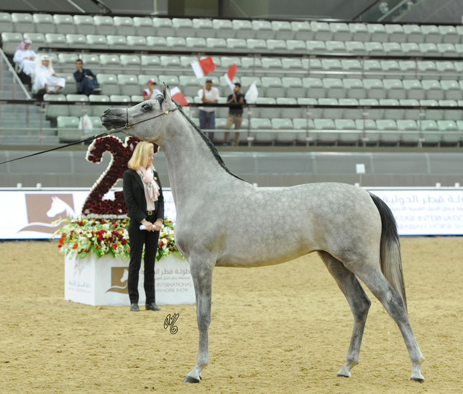 Yearling Colt Gold Champion: Medan Al Shaqab (Farhoud Al Shaqab X Abha Myra)