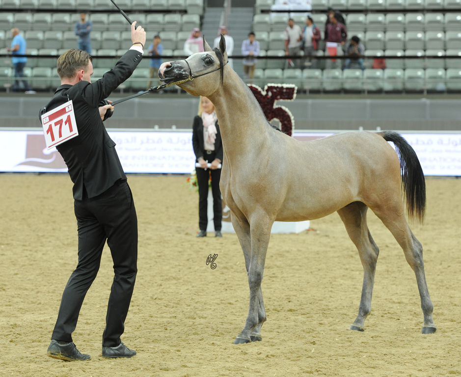 Yearling Colt Bronze Champion: Anaaz Alfayyad (Fayyad Alfayyad X Katifa Al Zobair)