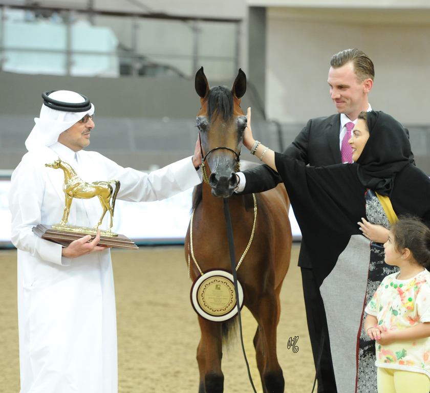 Yearling Filly Gold Champion: Belladonna AT (Wadee Al Shaqab X Om El Bellatrix)