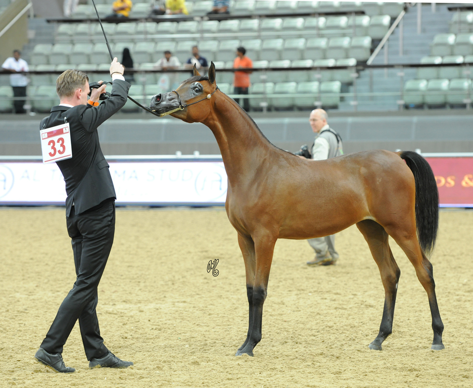 Yearling Filly Gold Champion: Belladonna AT (Wadee Al Shaqab X Om El Bellatrix)