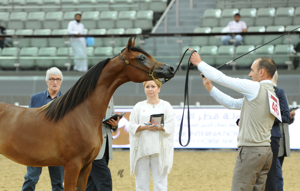 Yearling Filly Silver Champion: Loulou Al Nasser (RFI Farid X Rihab Al Nasser)