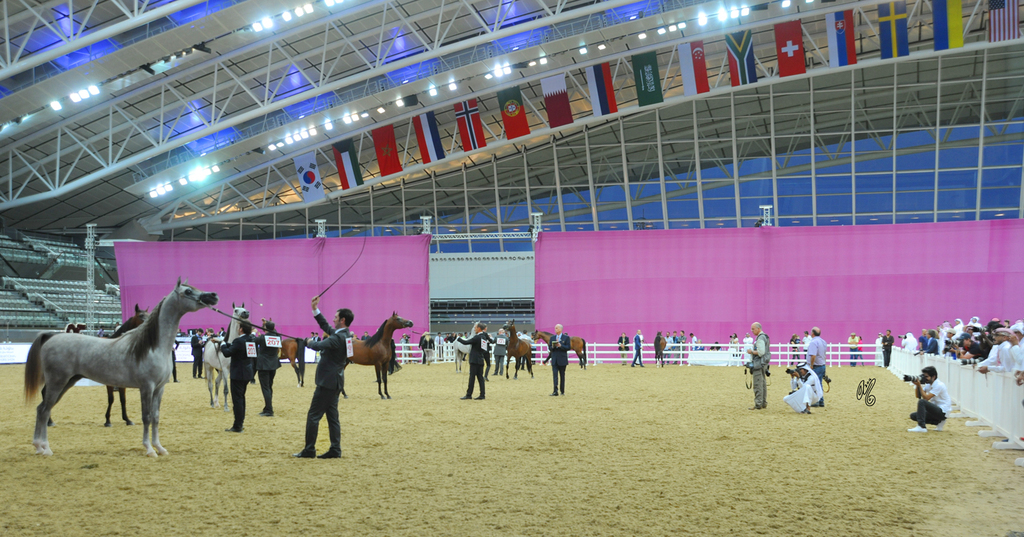 2016 Qatar International Arabian and Arabian Peninsula Horse Shows