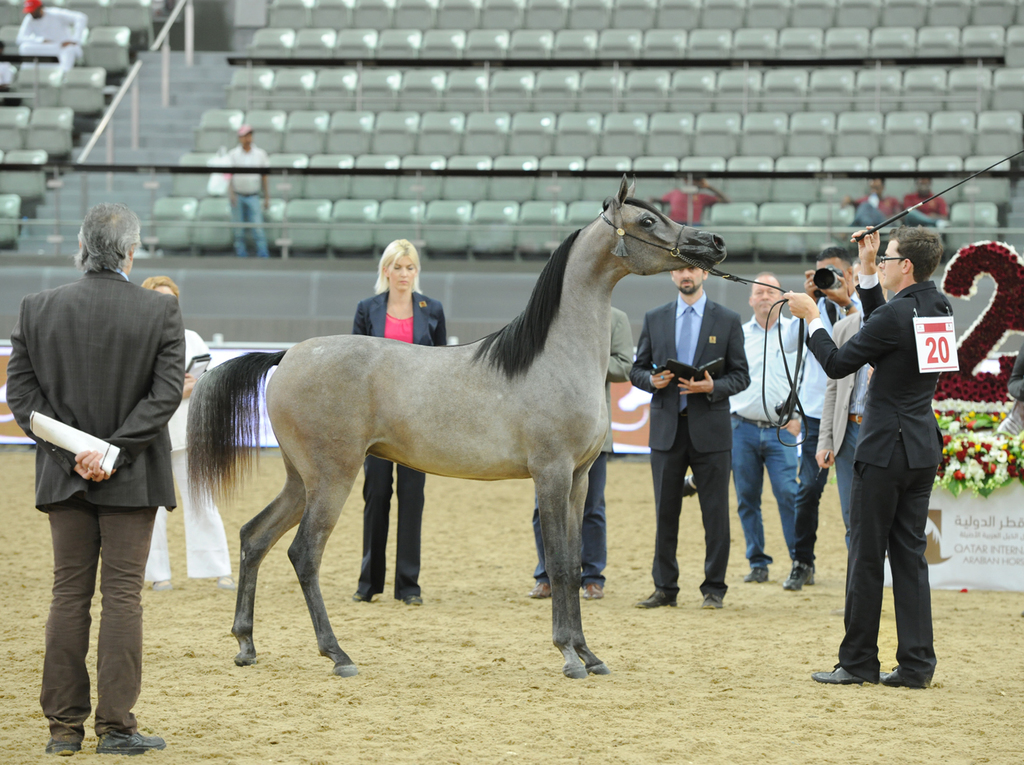 #20 Fraiha Al Shaqab