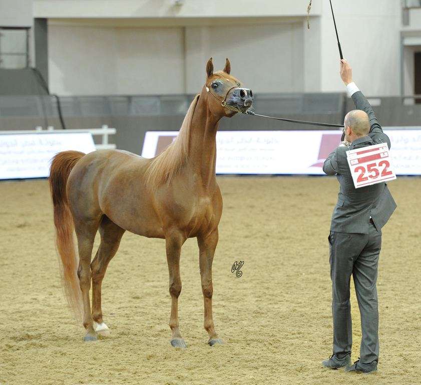 #252 Valentino's Angel MI 