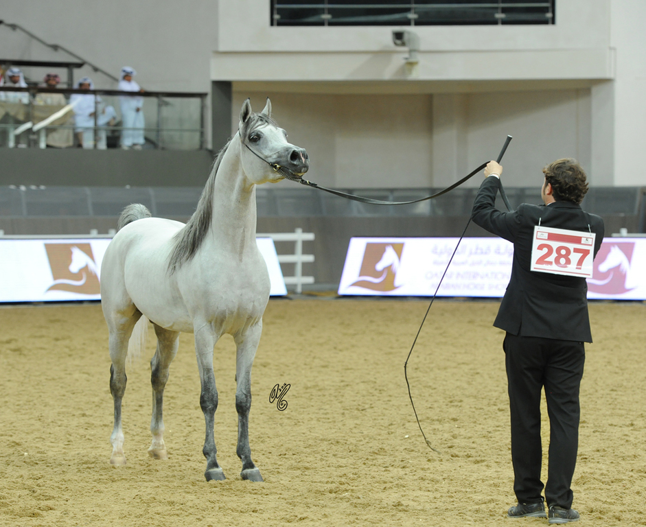 #287 Hadidy Al Shaqab