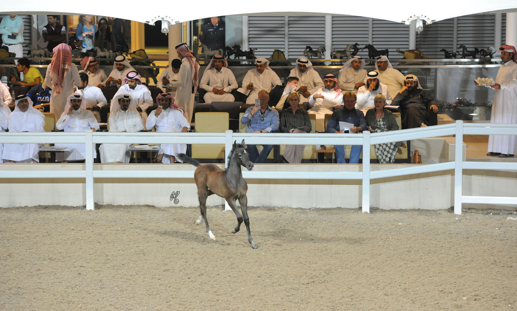 Al Shaqab Presentation
