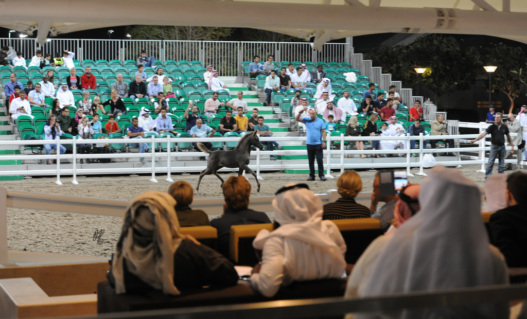 Al Shaqab Presentation