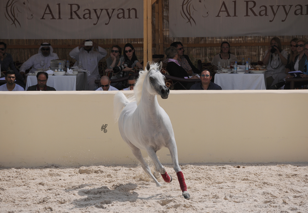 Al Rayyan Presentation