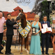 Senior Stallion Bronze Champion:  Ensync FMA (Eden C X Miss Fame MRM)