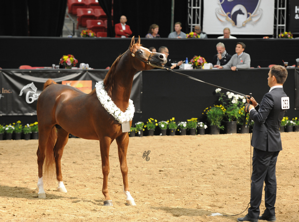 Senior Stallion Bronze Champion:  Ensync FMA (Eden C X Miss Fame MRM)
