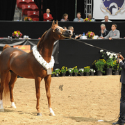 Senior Stallion Bronze Champion:  Ensync FMA (Eden C X Miss Fame MRM)