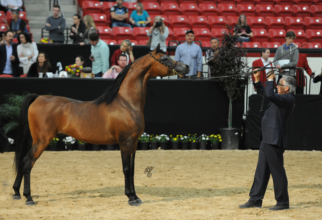 Senior Stallion Silver Champion: Marajj (Marwan Al Shaqab X RGA Kouress)