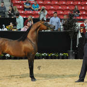 Senior Stallion Silver Champion: Marajj (Marwan Al Shaqab X RGA Kouress)
