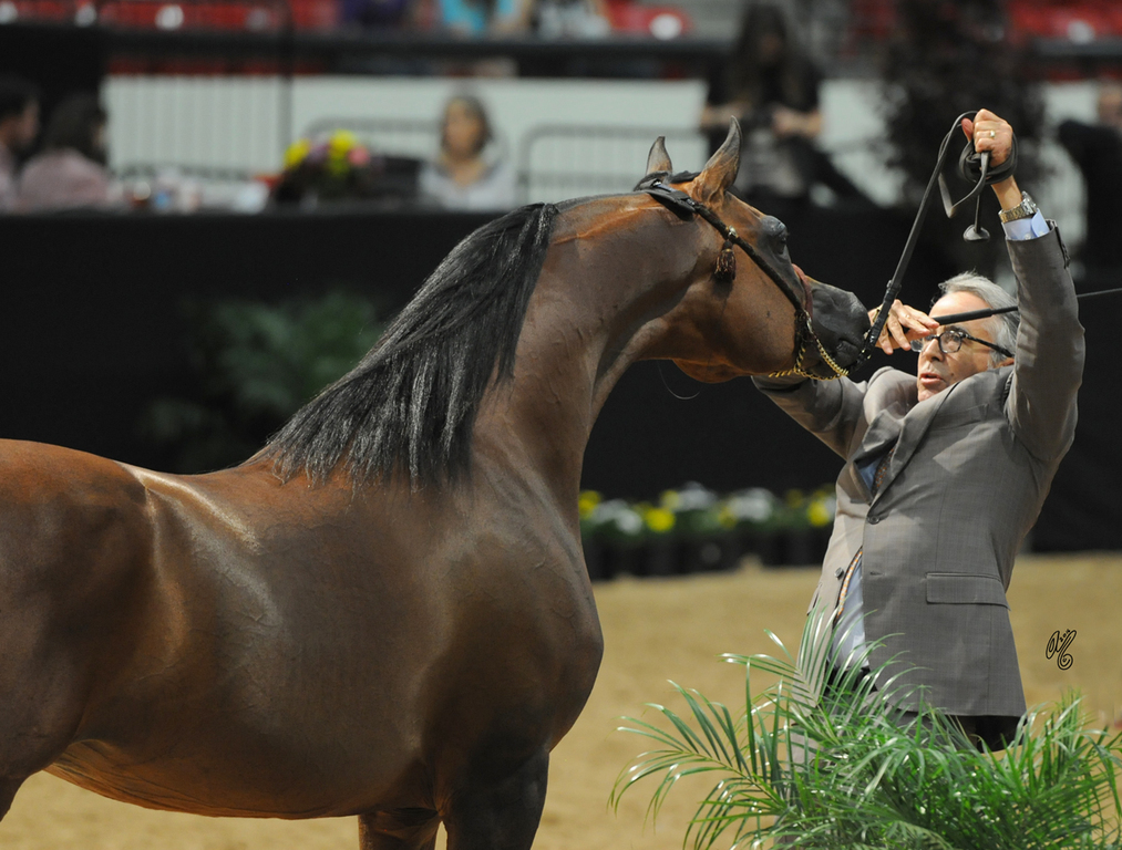 Senior Stallion Silver Champion: Marajj (Marwan Al Shaqab X RGA Kouress)
