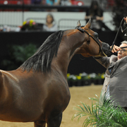 Senior Stallion Silver Champion: Marajj (Marwan Al Shaqab X RGA Kouress)