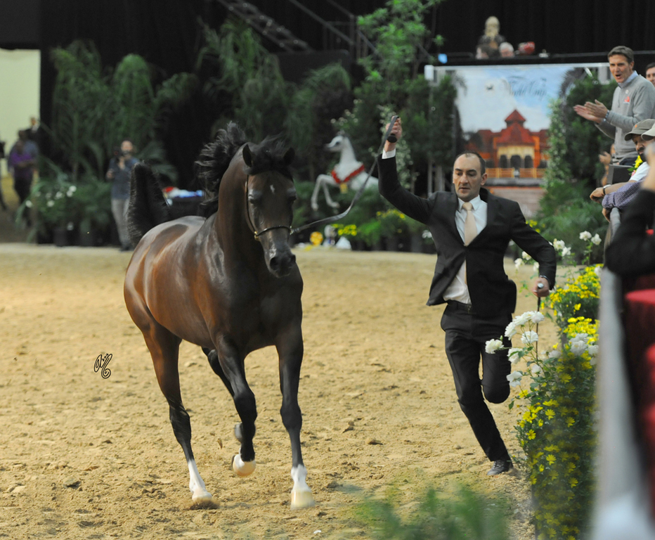 Senior Stallion Gold Champion:  Equator PASB (QR Marc X Ekliptyka)