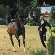 Senior Stallion Gold Champion:  Equator PASB (QR Marc X Ekliptyka)