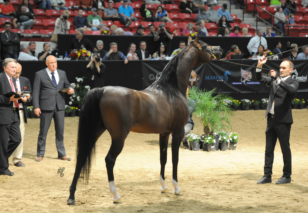Senior Stallion Gold Champion:  Equator PASB (QR Marc X Ekliptyka)