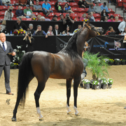 Senior Stallion Gold Champion:  Equator PASB (QR Marc X Ekliptyka)