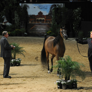 Senior Mare Silver Champion: Honey’s Delight RB (JJ Senor Magnum X Honeymoon FHP)