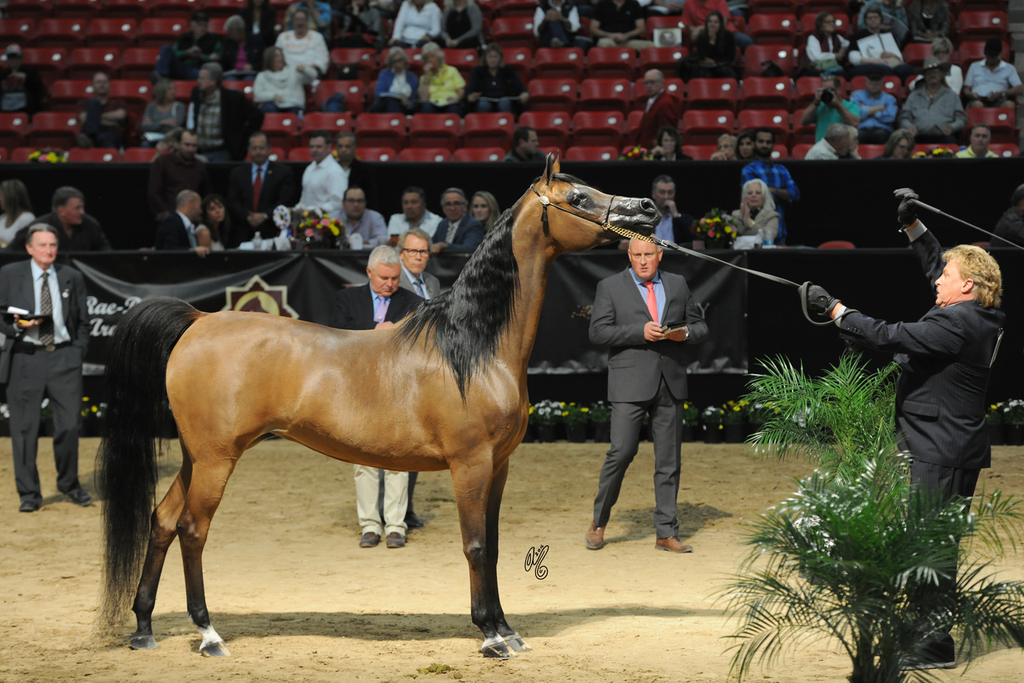 Senior Mare Silver Champion: Honey’s Delight RB (JJ Senor Magnum X Honeymoon FHP)