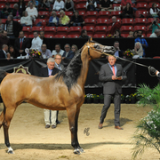 Senior Mare Silver Champion: Honey’s Delight RB (JJ Senor Magnum X Honeymoon FHP)