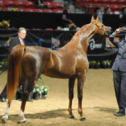 Junior Stallion Bronze Champion: Vangelis MI (DA Valentino X Always An Angel)