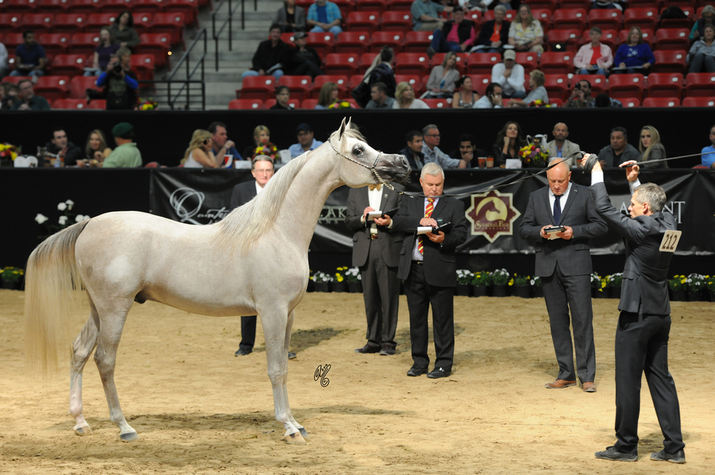 Junior Stallion Silver Champion: Wortex Kalliste (Shanghai EA X Mirwanah Kalliste)