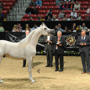 Junior Stallion Silver Champion: Wortex Kalliste (Shanghai EA X Mirwanah Kalliste)