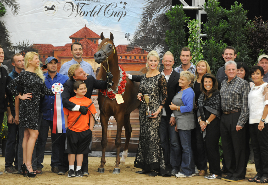 Junior Stallion Gold Champion: Falah Al Shaqab (Fadi Al Shaqab X Joseph Just Emotion)