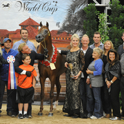 Junior Stallion Gold Champion: Falah Al Shaqab (Fadi Al Shaqab X Joseph Just Emotion)