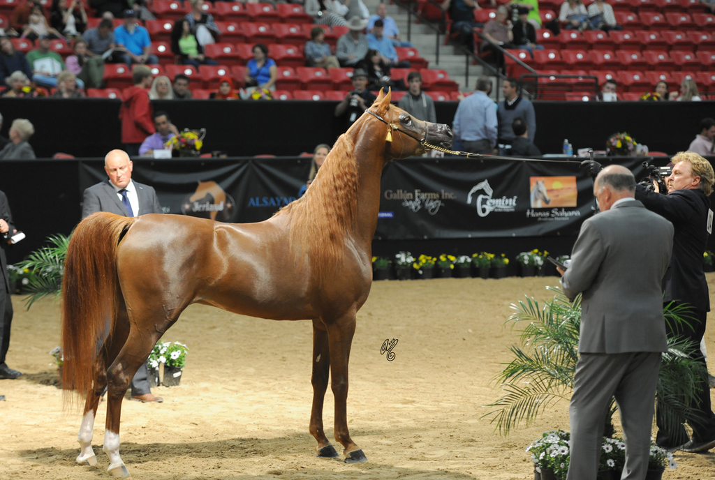 Junior Stallion Gold Champion: Falah Al Shaqab (Fadi Al Shaqab X Joseph Just Emotion)