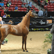 Junior Stallion Gold Champion: Falah Al Shaqab (Fadi Al Shaqab X Joseph Just Emotion)