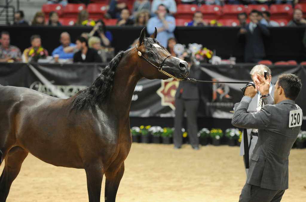 Junior Mare Silver Champion: Pitonisa AS (Ever After NA X Psyches Amber Dream)