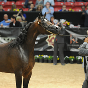 Junior Mare Silver Champion: Pitonisa AS (Ever After NA X Psyches Amber Dream)