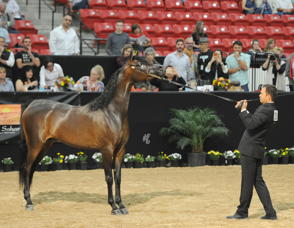Junior Mare Silver Champion: Pitonisa AS (Ever After NA X Psyches Amber Dream)
