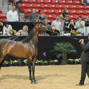 Junior Mare Silver Champion: Pitonisa AS (Ever After NA X Psyches Amber Dream)